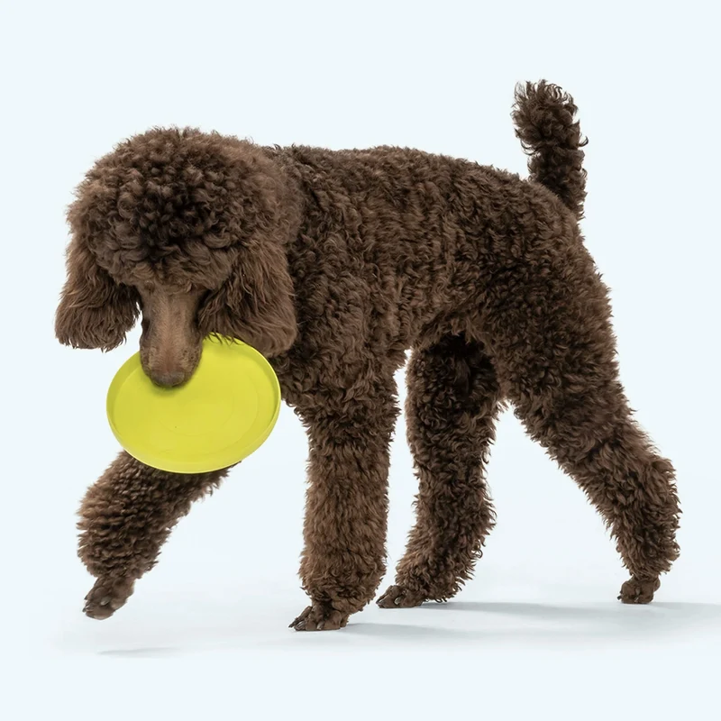 West Paw Zogoflex Zisc – Robustes Frisbee für aktive Hunde, schwimmfähig & flexibel