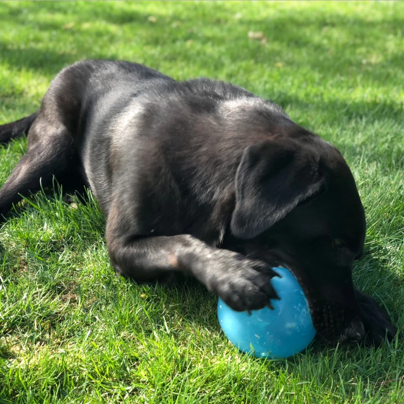 Planet Dog Orbee-Tuff Snoop Intelligenzspielzeug – Interaktiver Leckerli-Spender gegen Langeweile & für mentale Auslastung