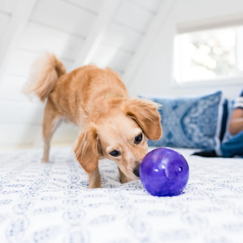 Planet Dog Orbee-Tuff Lil' Snoop – Interaktives Intelligenzspielzeug & Leckerli-Versteck gegen Langeweile