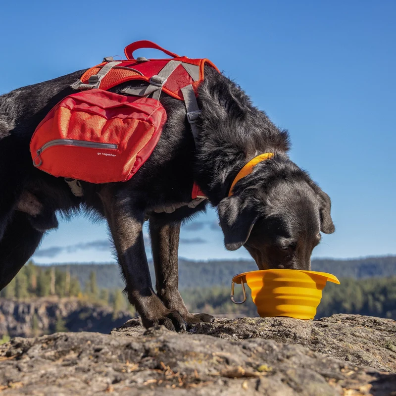 Kurgo Collaps-A-Bowl – Faltbarer Hundenapf für unterwegs, Reisen & Outdoor-Abenteuer