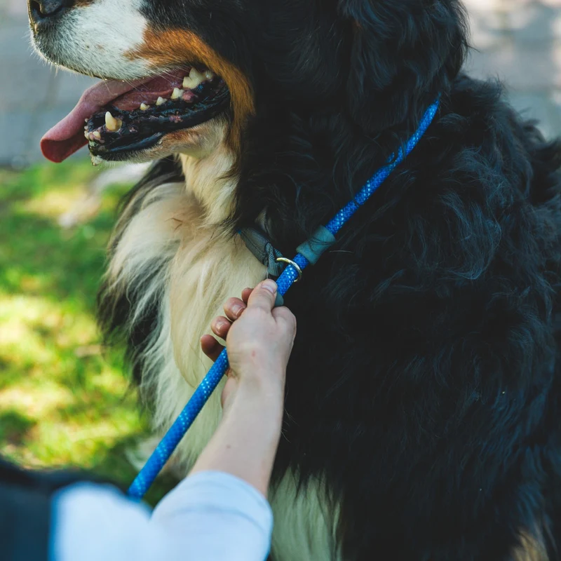 Ruffwear Just-a-Cinch Schlupfleine – Die clevere Slip-Leine für schnelles Anleinen ohne Halsband, stufenlos verstellbar, ideal für Training, Gassirunden & unterwegs