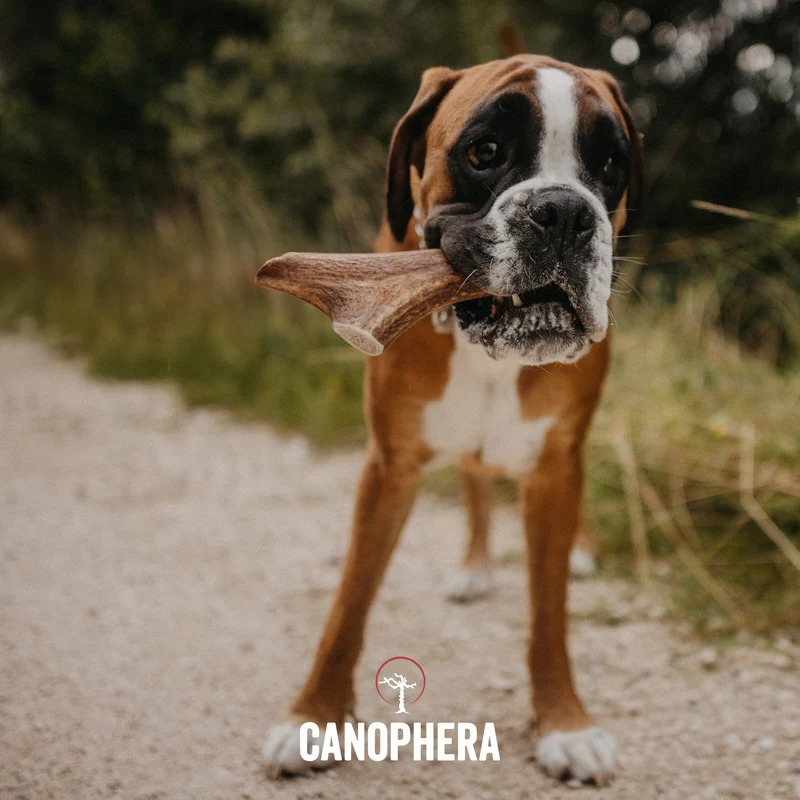 CANOPHERA | Rothirschgeweih