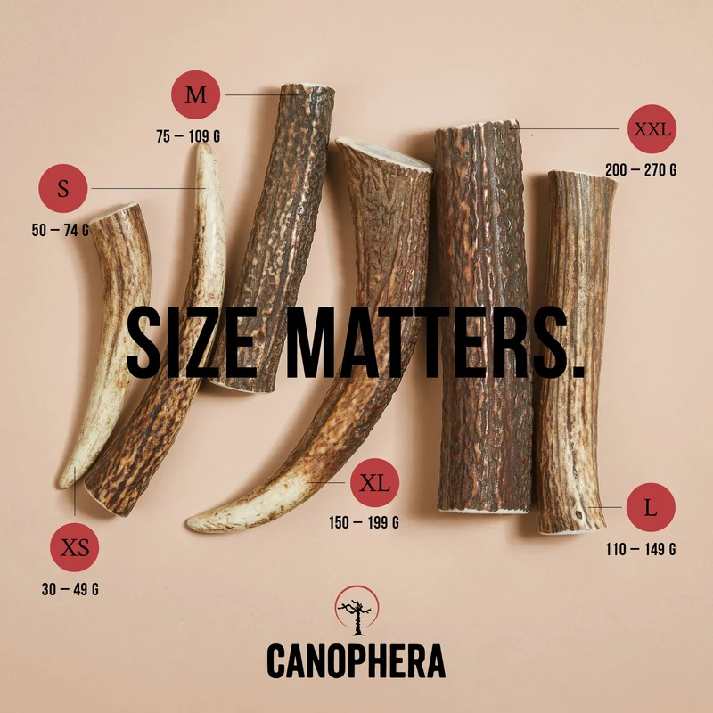 CANOPHERA | Rothirschgeweih