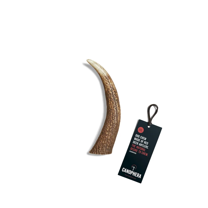 CANOPHERA | Rothirschgeweih