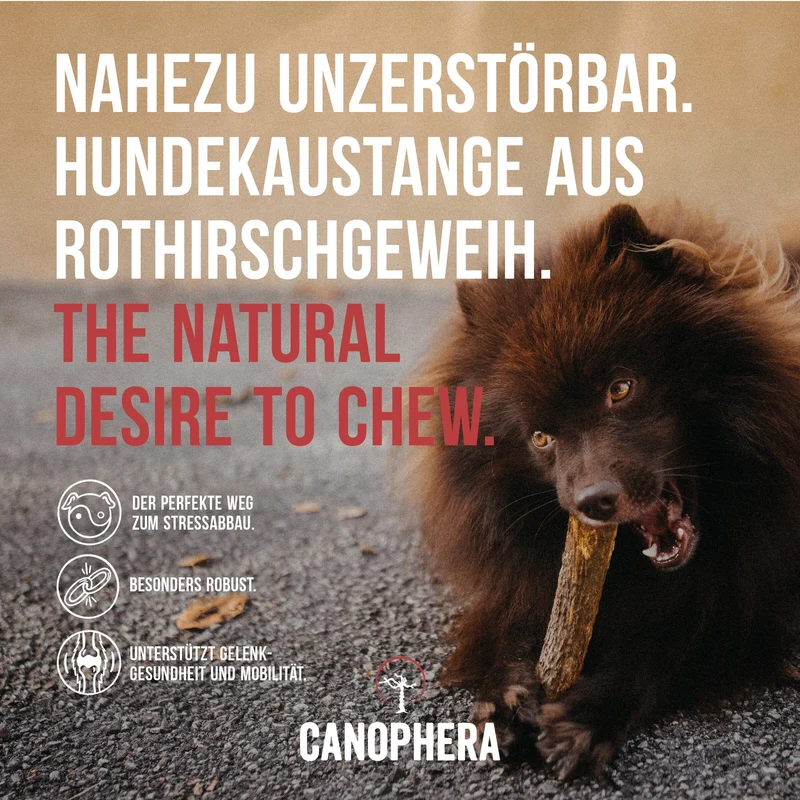 CANOPHERA | Rothirschgeweih
