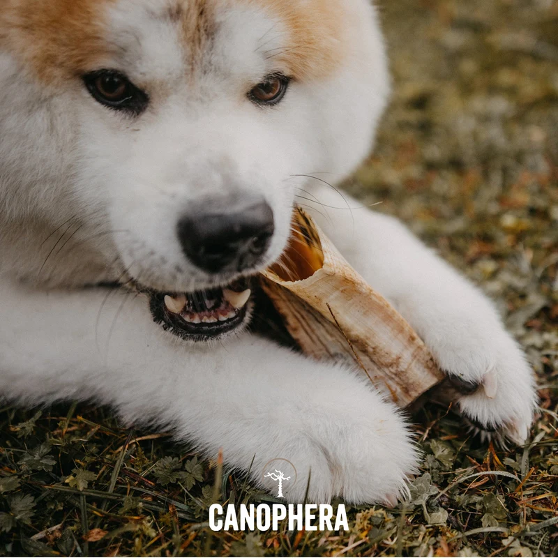 CANOPHERA | Kauhorn Schaf