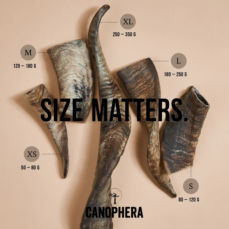 CANOPHERA | Kauhorn Schaf
