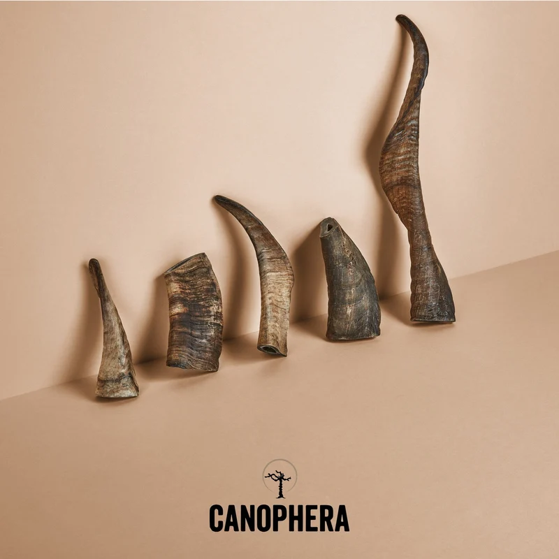 CANOPHERA | Kauhorn Schaf