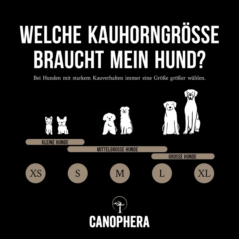 CANOPHERA | Kauhorn Schaf