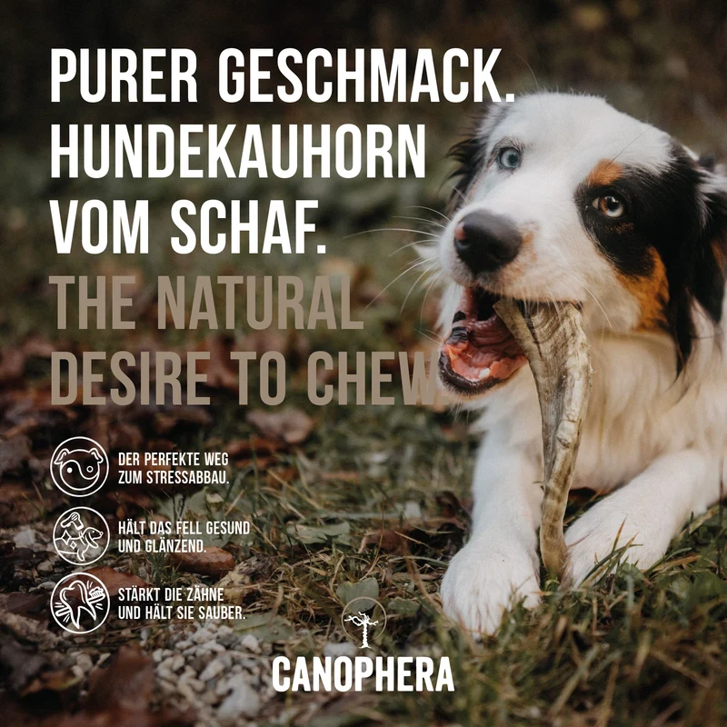 CANOPHERA | Kauhorn Schaf