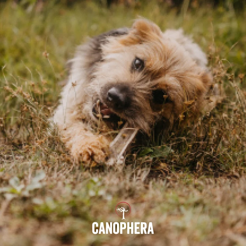 CANOPHERA | Rothirsch-Geweihhälfte