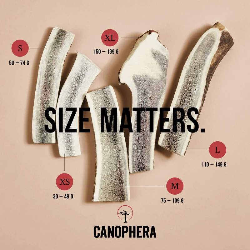 CANOPHERA | Rothirsch-Geweihhälfte