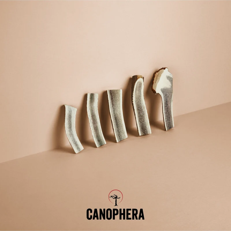 CANOPHERA | Rothirsch-Geweihhälfte