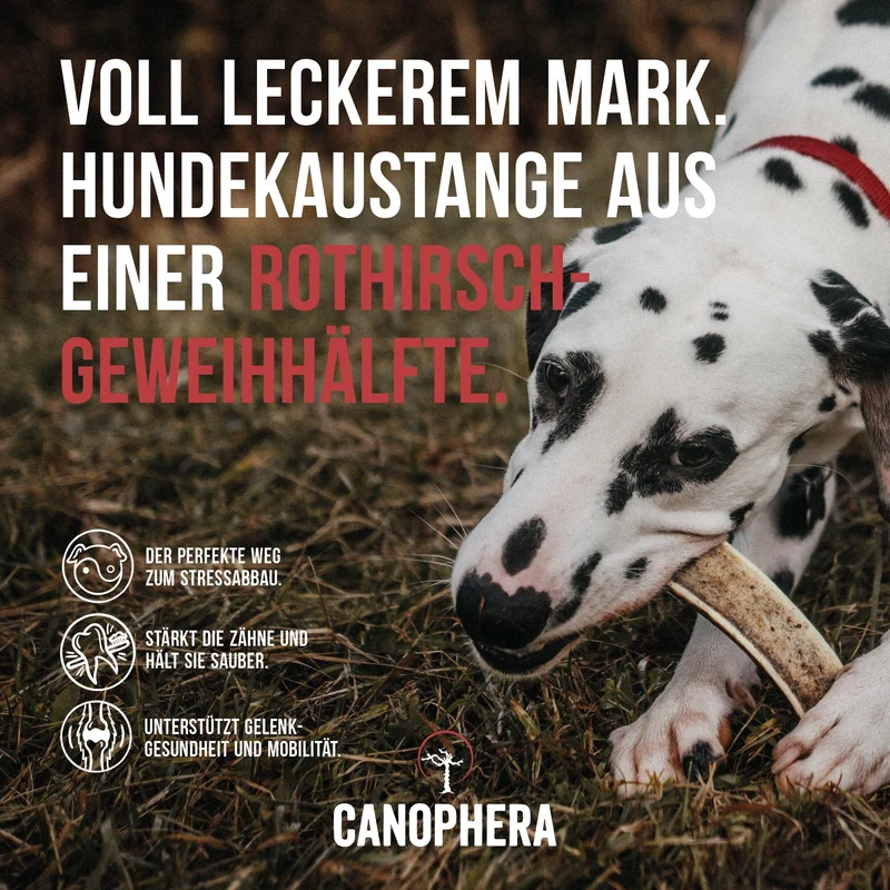CANOPHERA | Rothirsch-Geweihhälfte
