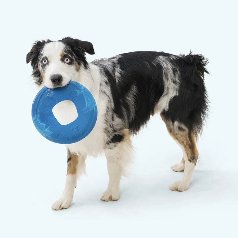 West Paw Seaflex Sailz – Schwimmfähiges Frisbee-Hundespielzeug für Apportierspiele