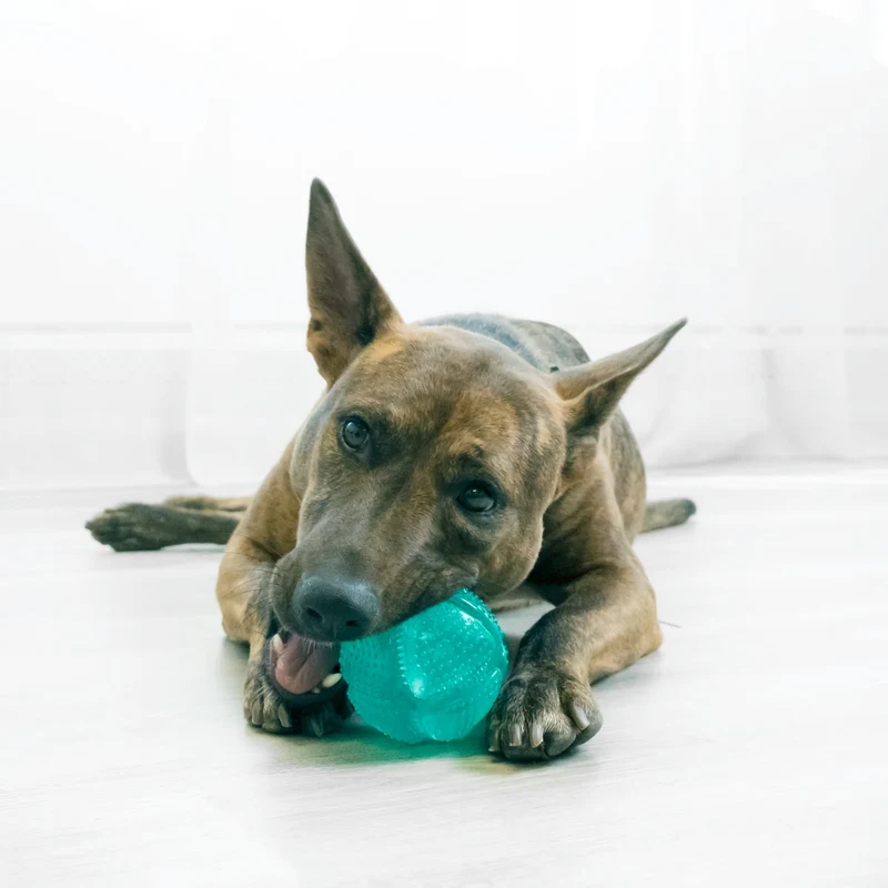 KONG Squeezz Dental Ball – Quietschendes Hundespielzeug mit Zahnreinigung & Massage-Noppen für gesunde Zähne
