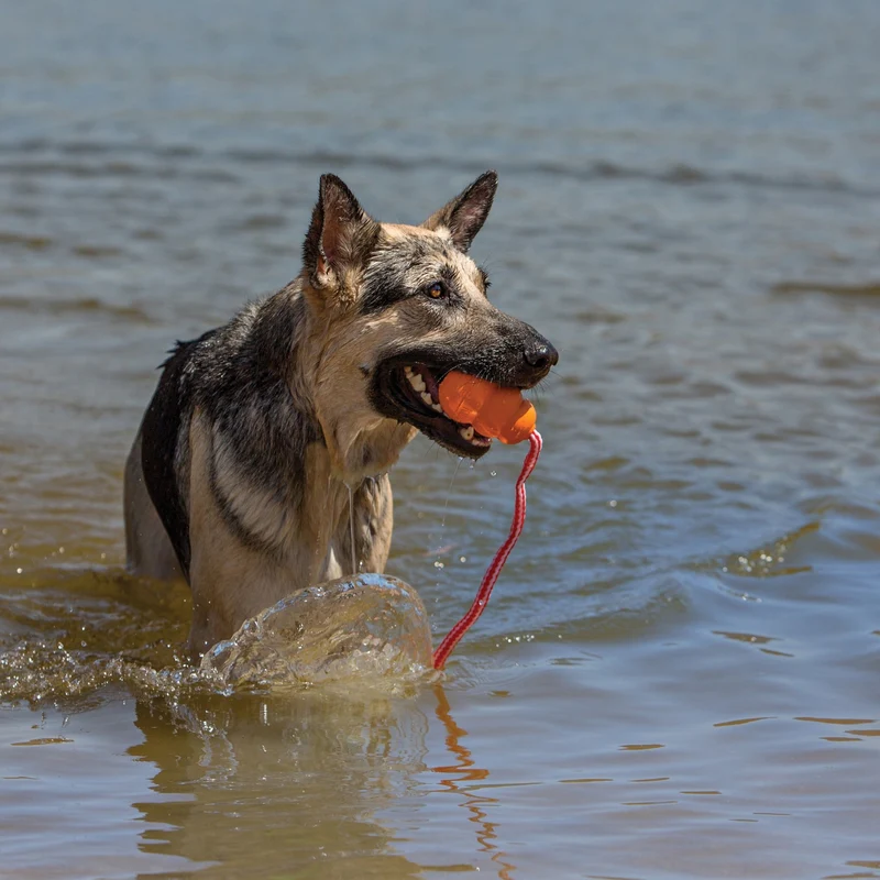 KONG Aqua Schwimmendes Wasserspielzeug für Hunde – Robustes Apportierspielzeug mit Seil für Wasser & Land