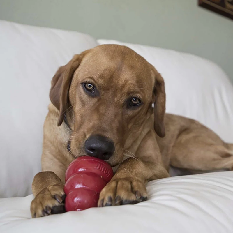 KONG Leber Hundesnack – Premium Leberpaste zum Befüllen von Kong Spielzeugen für langanhaltende Beschäftigung
