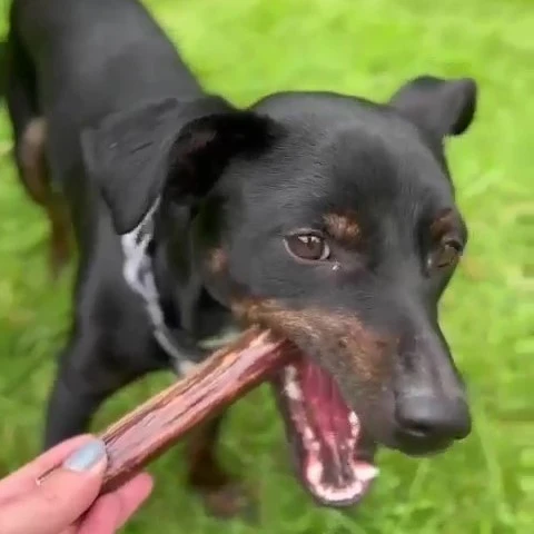 Fleischröllchen-Kaninchen
