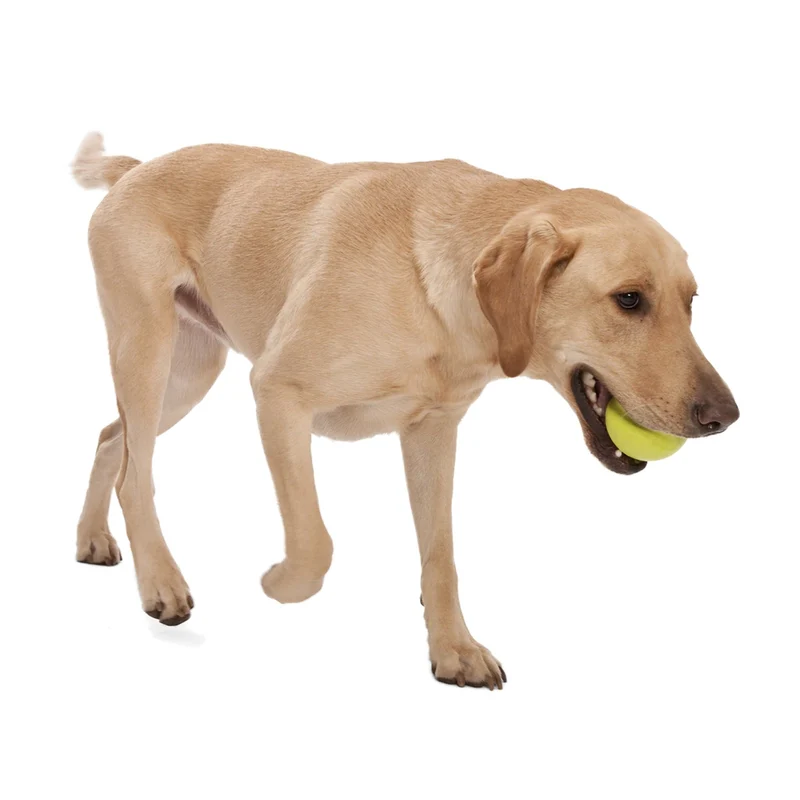West Paw Zogoflex Jive – Robuster Hundeball für starke Kauer, schwimmfähig & spülmaschinenfest