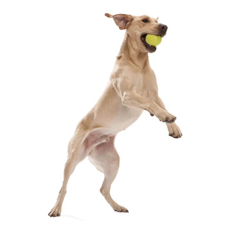 West Paw Zogoflex Jive – Robuster Hundeball für starke Kauer, schwimmfähig & spülmaschinenfest