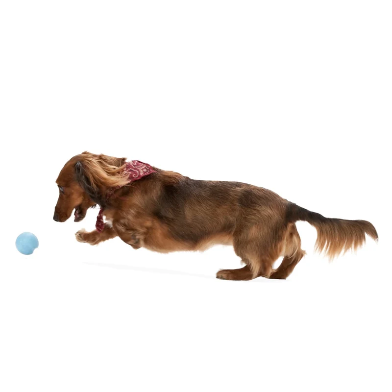 West Paw Zogoflex Jive – Robuster Hundeball für starke Kauer, schwimmfähig & spülmaschinenfest