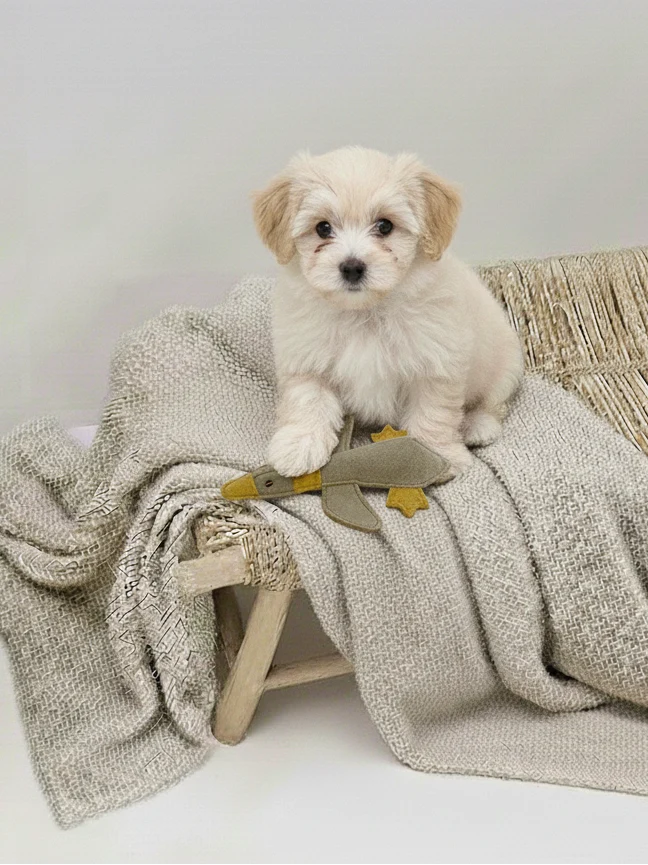 BUDDY. Hundespielzeug aus Leder "Kleine Ente"