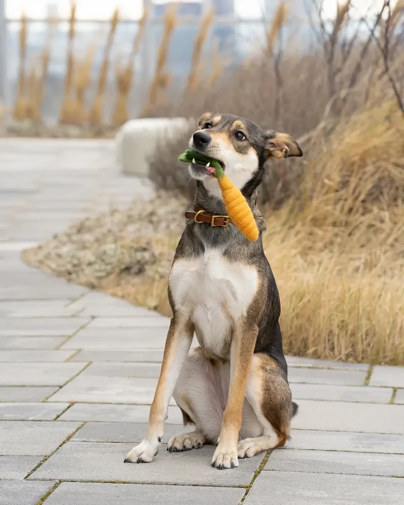 BUDDY. Spielzeug Karotte aus Wolle für Hundewelpen