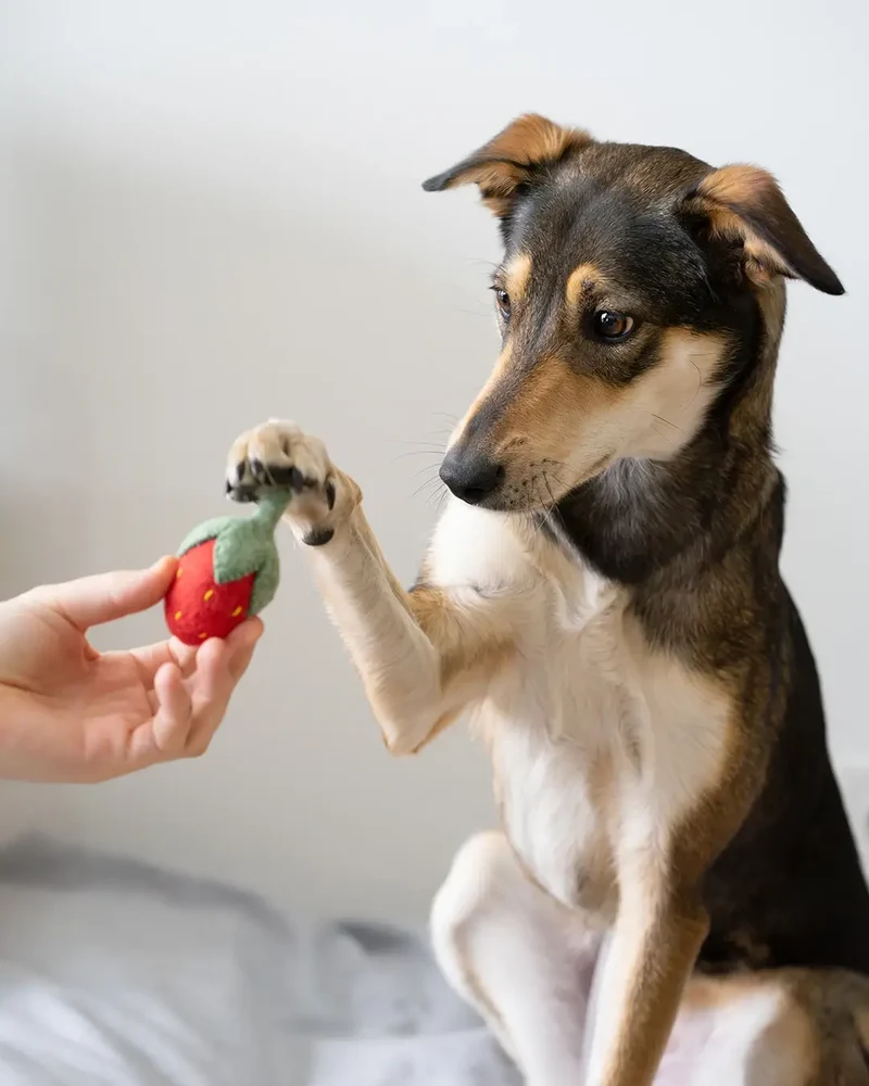 BUDDY. Hundespielzeug für kleine Hunde - Erdbeere aus Wolle
