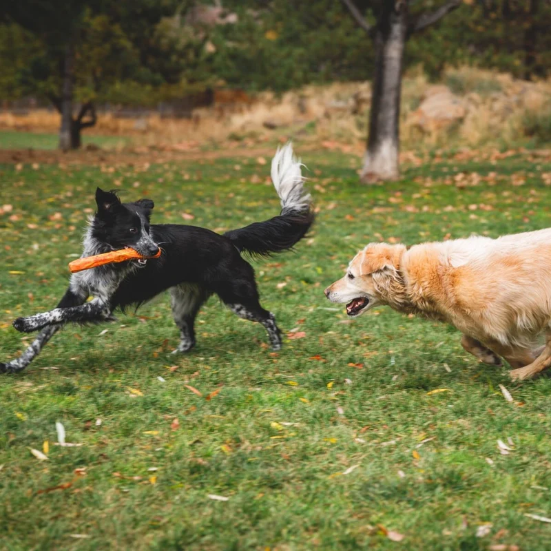 Ruffwear Gnawt-a-Stick – Robustes Kauspielzeug & Apportierstick für aktive Hunde, schwimmfähig & langlebig