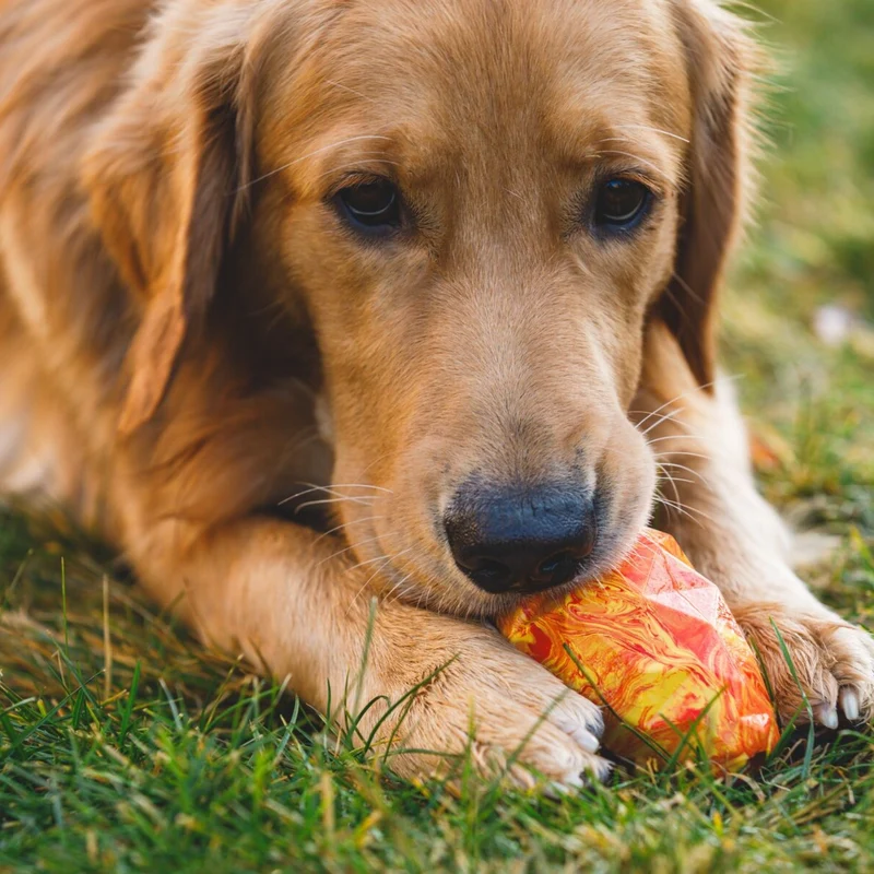 Ruffwear Gnawt-a-Cone – Robustes Kauspielzeug für starke Kauer & intensive Spielsessions