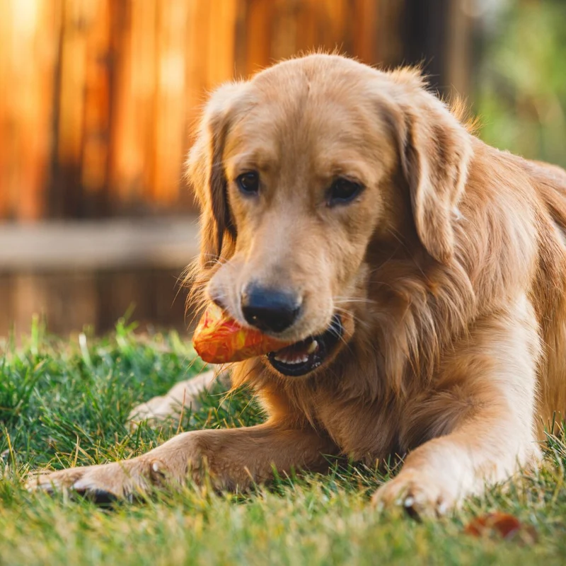 Ruffwear Gnawt-a-Cone – Robustes Kauspielzeug für starke Kauer & intensive Spielsessions