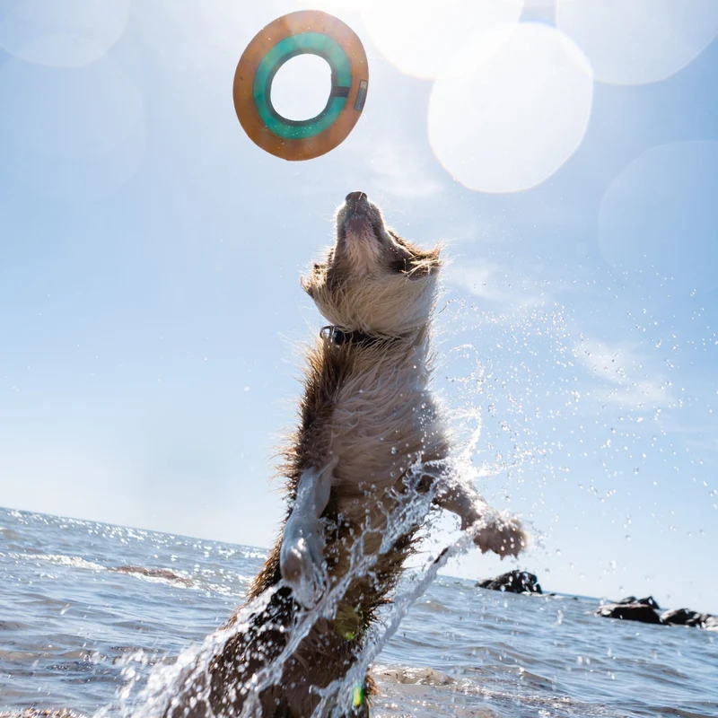 Ruffwear Hydro Plane – Schwimmendes Wasserspielzeug für apportierfreudige Hunde | Robust & gut sichtbar für Seen, Flüsse & Meer