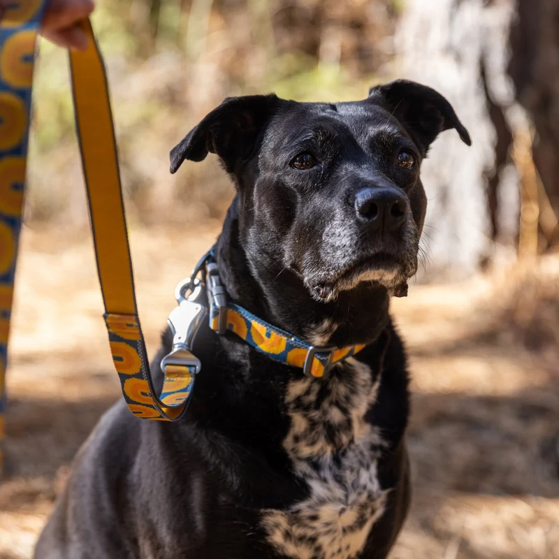 Ruffwear Crag Leash – Strapazierfähige Outdoor-Hundeleine für Wanderungen, Klettern & Abenteuer mit deinem Hund