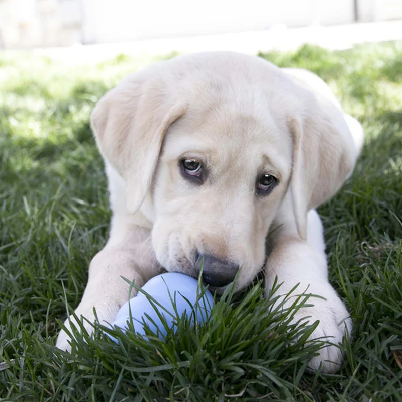 KONG Puppy Kauspielzeug aus Naturkautschuk – Welpensicheres Kau- & Intelligenzspielzeug für gesunde Zähne & entspanntes Zahnwachstum