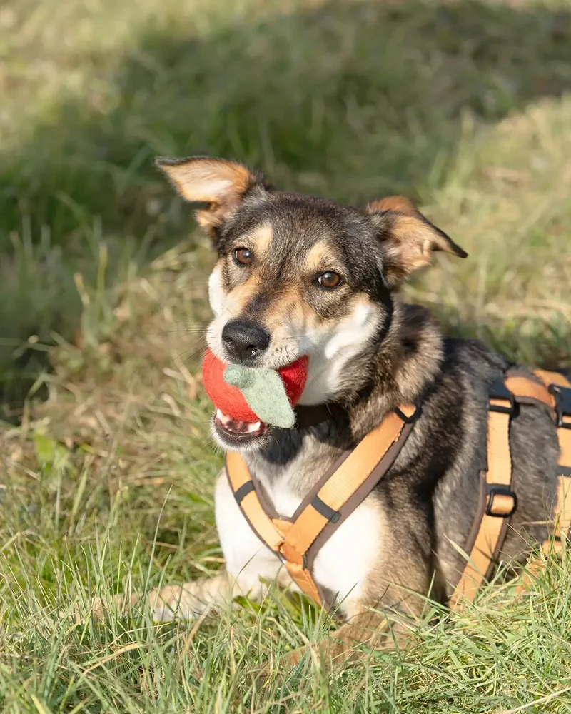 BUDDY. Spielzeuge Apfel für Hunde aus Wolle - ideal für Welpen und Senioren