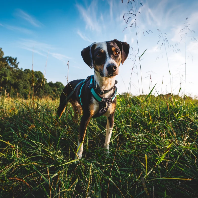 Ruffwear Hi & Light Harness – Ultraleichtes Hundegeschirr für aktive Hunde, atmungsaktiv, reflektierend & schnelltrocknend
