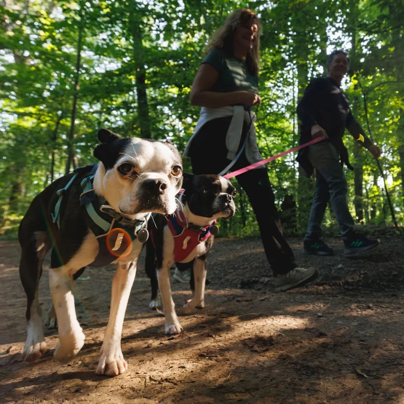 Ruffwear Hi & Light Harness – Ultraleichtes Hundegeschirr für aktive Hunde, atmungsaktiv, reflektierend & schnelltrocknend