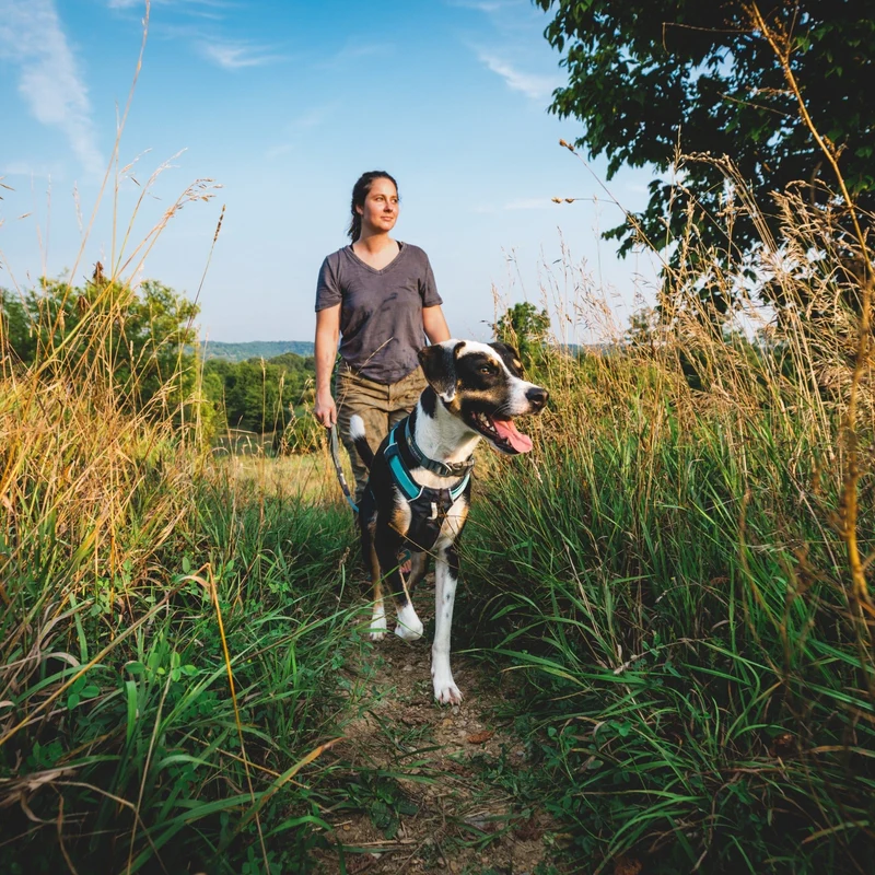 Ruffwear Hi & Light Harness – Ultraleichtes Hundegeschirr für aktive Hunde, atmungsaktiv, reflektierend & schnelltrocknend