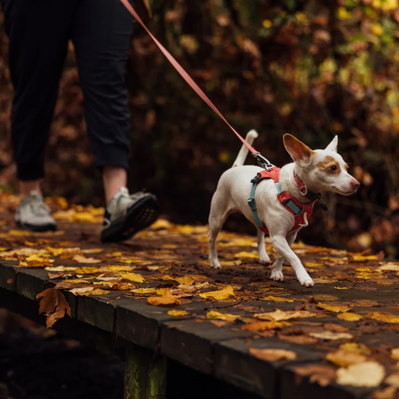 Ruffwear Hi & Light Harness – Ultraleichtes Hundegeschirr für aktive Hunde, atmungsaktiv, reflektierend & schnelltrocknend