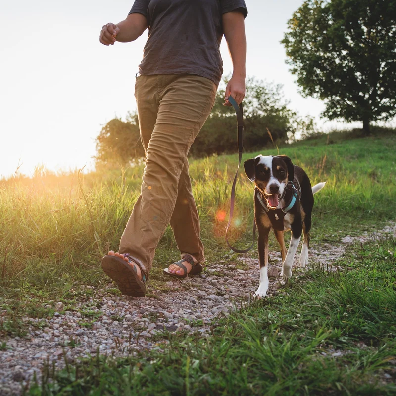 Ruffwear Hi & Light Harness – Ultraleichtes Hundegeschirr für aktive Hunde, atmungsaktiv, reflektierend & schnelltrocknend