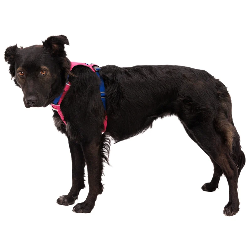 Ruffwear Hi & Light Harness – Ultraleichtes Hundegeschirr für aktive Hunde, atmungsaktiv, reflektierend & schnelltrocknend