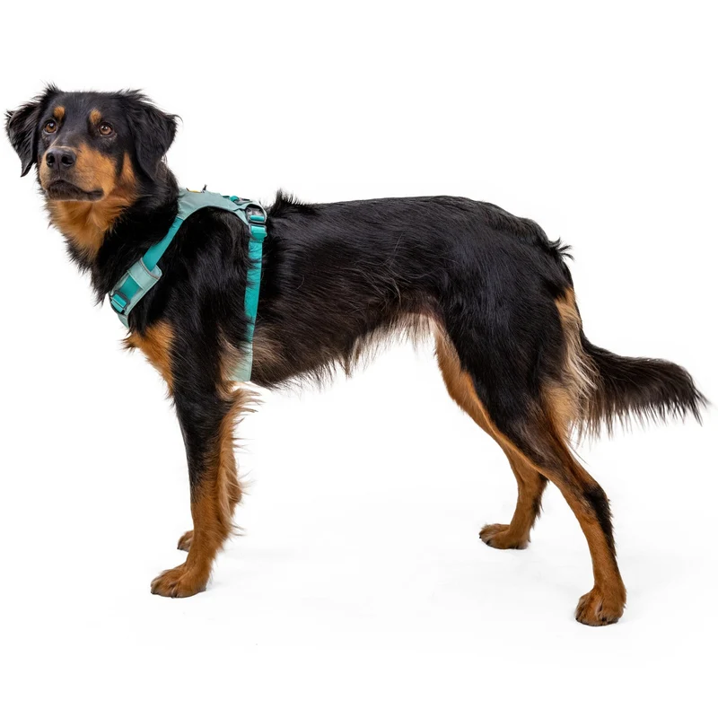 Ruffwear Hi & Light Harness – Ultraleichtes Hundegeschirr für aktive Hunde, atmungsaktiv, reflektierend & schnelltrocknend