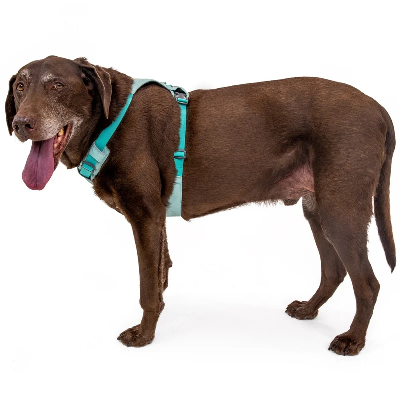 Ruffwear Hi & Light Harness – Ultraleichtes Hundegeschirr für aktive Hunde, atmungsaktiv, reflektierend & schnelltrocknend