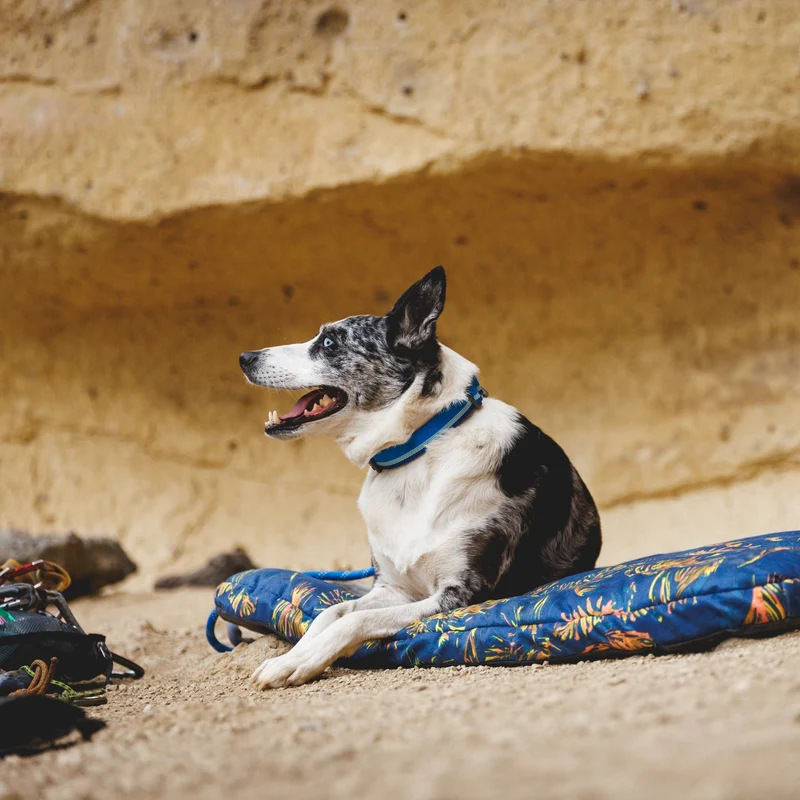 Ruffwear Top Rope Collar – Reflektierendes Premium-Hundehalsband mit robustem Aluminium-Verschluss für aktive Hunde