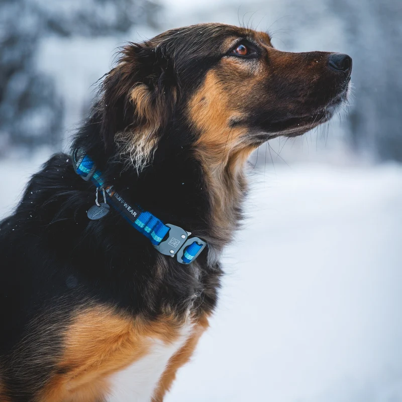 Ruffwear Top Rope Collar – Reflektierendes Premium-Hundehalsband mit robustem Aluminium-Verschluss für aktive Hunde