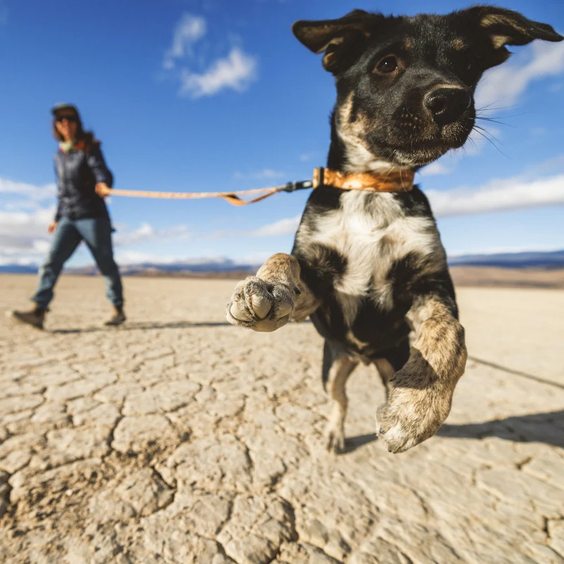 Ruffwear Crag Collar – Robustes Outdoor-Hundehalsband für Wandern, Klettern & Abenteuer | Wetterfest & Strapazierfähig