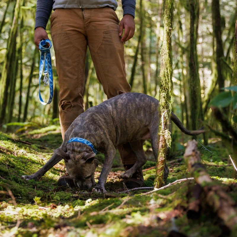 Ruffwear Crag Collar – Robustes Outdoor-Hundehalsband für Wandern, Klettern & Abenteuer | Wetterfest & Strapazierfähig