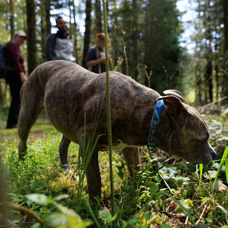 Ruffwear Crag Collar – Robustes Outdoor-Hundehalsband für Wandern, Klettern & Abenteuer | Wetterfest & Strapazierfähig