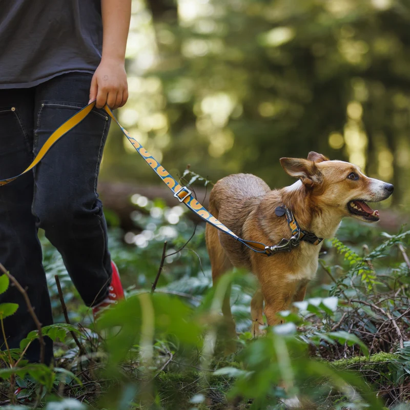 Ruffwear Crag Collar – Robustes Outdoor-Hundehalsband für Wandern, Klettern & Abenteuer | Wetterfest & Strapazierfähig